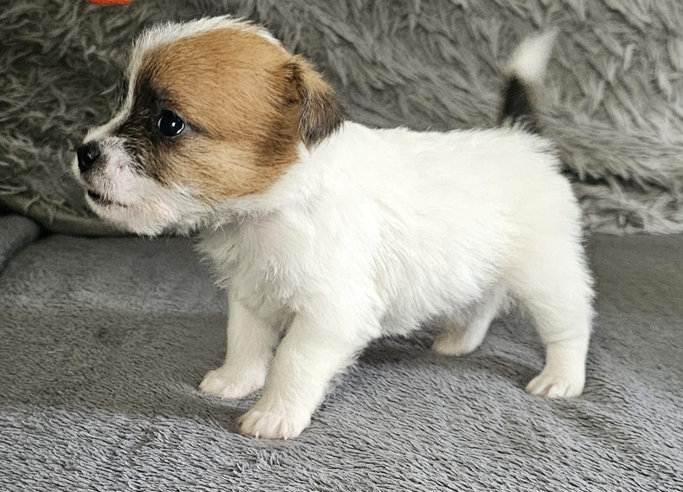 Sophie Mercier, éleveuse de Lacus Meduli, avec ses Jack Russell dans le Médoc