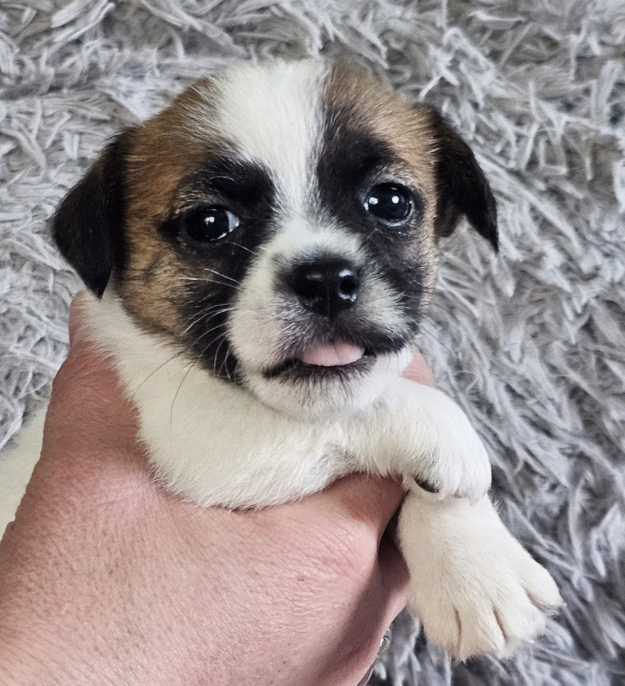 Femelles Jack Russell Lacus Meduli : Sensa, Vidi et Utah ultima