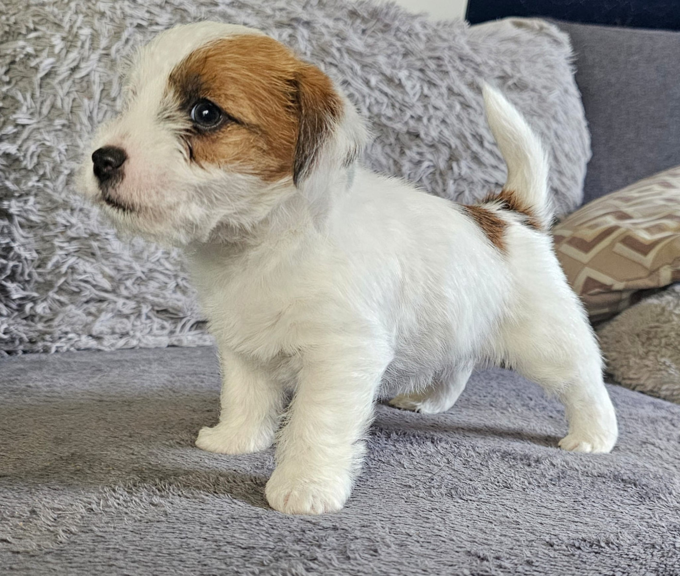 Mâles Jack Russell disponibles à la saillie : Ares, Arthur Albator et Smyris