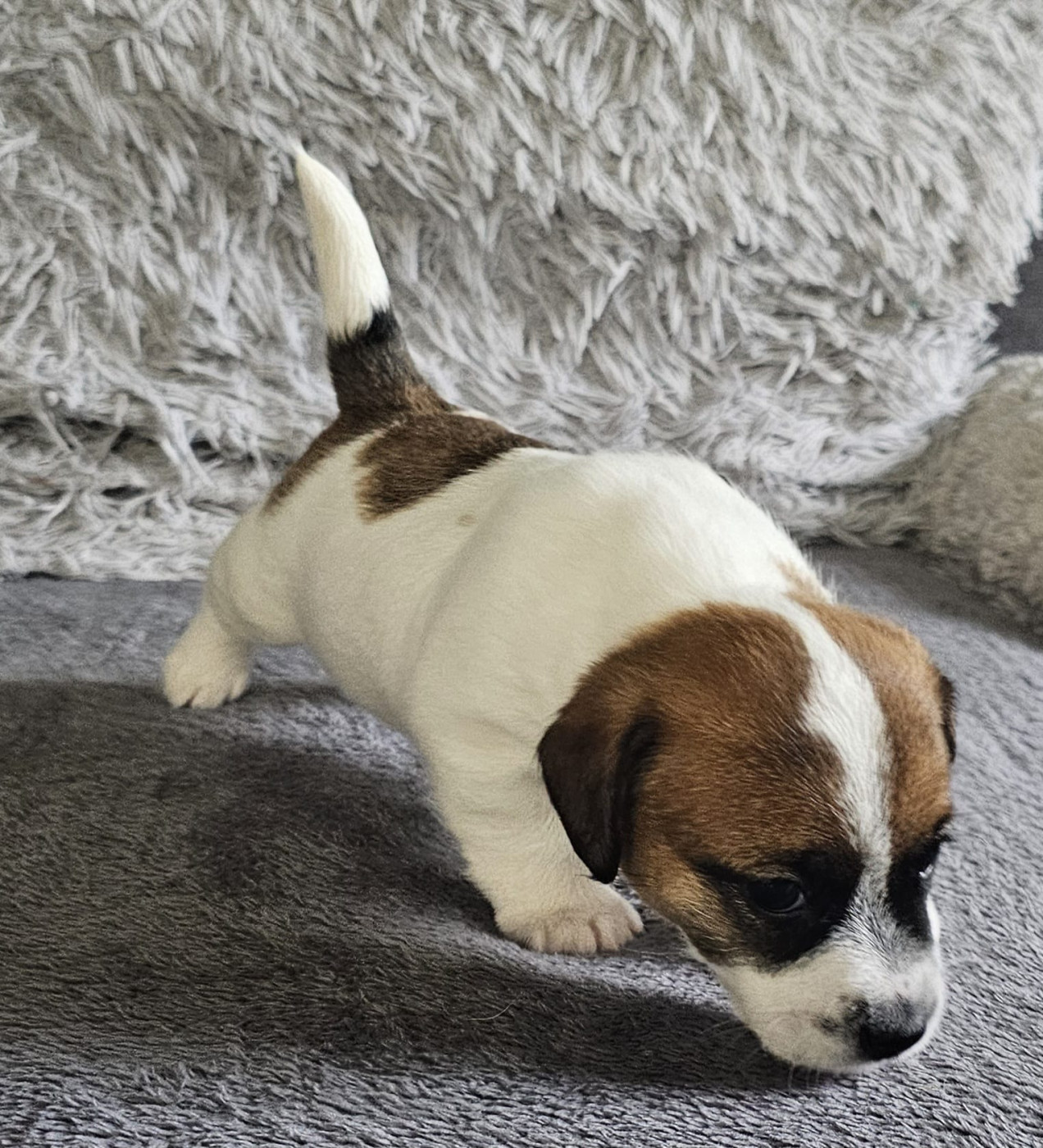 Jack Russell Terrier de l'élevage Lacus Meduli, oreilles au vent dans le Médoc