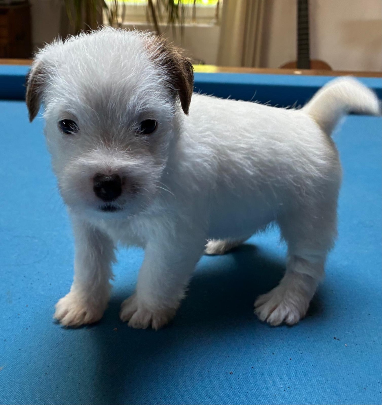 Jack Russell Terrier courant dans la lande du Médoc