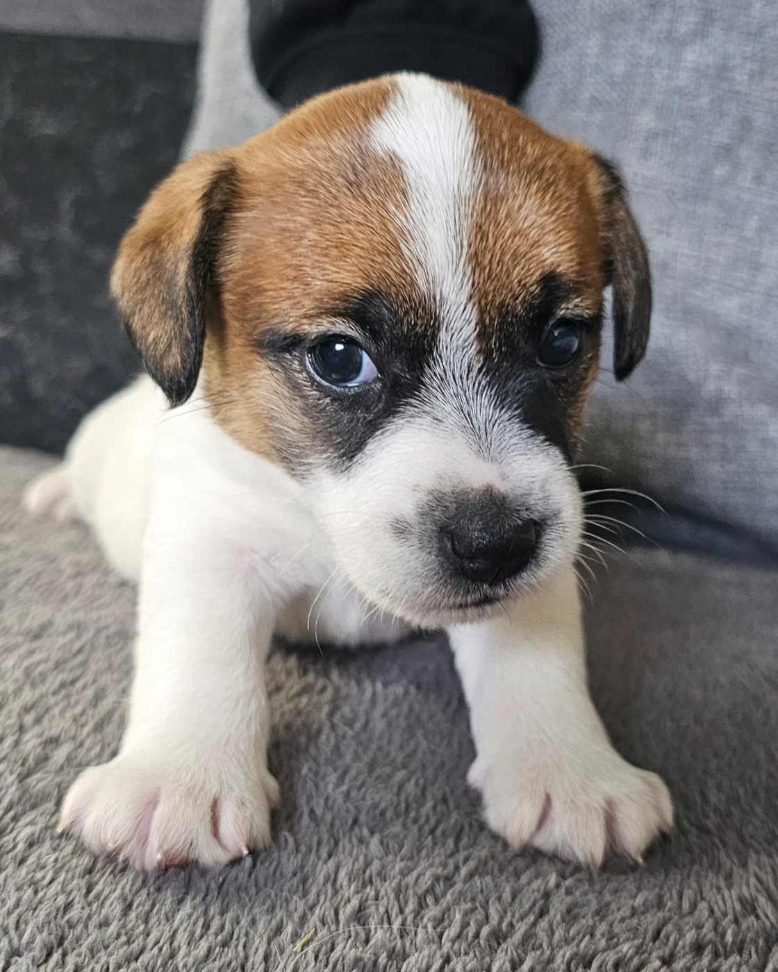 Chiot Jack Russell Terrier de l'élevage Lacus Meduli, né au printemps